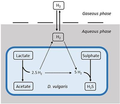 A Mathematical Model for the Hydrogenotrophic Metabolism of Sulphate-Reducing Bacteria